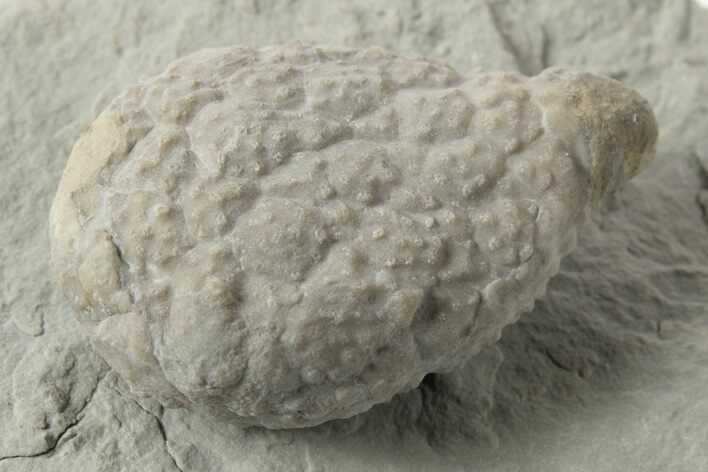 Cystoid (Holocystites) Fossil - Indiana #232692